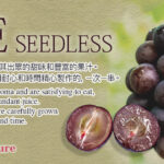 Pione - From Yame (Seedless) | Fukuoka Prefecture