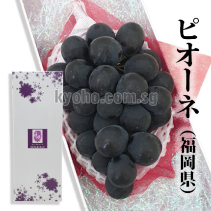 Pione - From Yame (Seedless) | Top Grade | Fukuoka Prefecture | 550g-620g