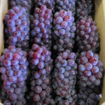 Delaware Grapes | Wakayama Prefecture
