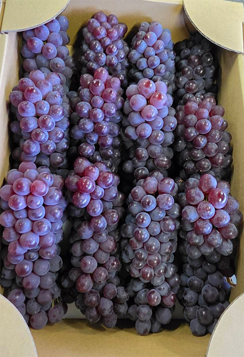 Delaware Grapes | Wakayama Prefecture