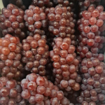 Delaware Grapes | Shimane Prefecture | 2L Size