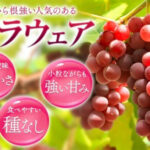 Delaware Grapes | Wakayama Prefecture
