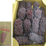 Delaware Grapes | Wakayama Prefecture