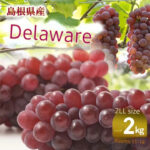 Delaware Grapes | Shimane Prefecture