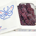 Delaware Grapes | Shimane Prefecture | 2L Size