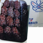 Delaware Grapes | Shimane Prefecture | 3L Size