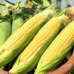 Fresh Sweet Corn | Aichi Prefecture