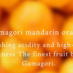 Gamagori Mikan | Aichi Prefecture