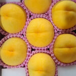 Golden Peach | Yamanashi Prefecture | 7 Pcs