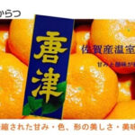 Karatsu Mikan | Saga Prefecture