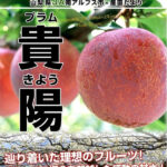 Kiyo Plum (Top Premium) | Yamanashi Prefecture