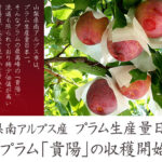 Kiyo Plum (Top Premium) | Yamanashi Prefecture