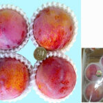 Kiyo Plum (Top Premium) | Yamanashi Prefecture | 4 Pcs