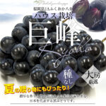 Kyoho Grapes - From Yame (Seedless) | Fukuoka Prefecture