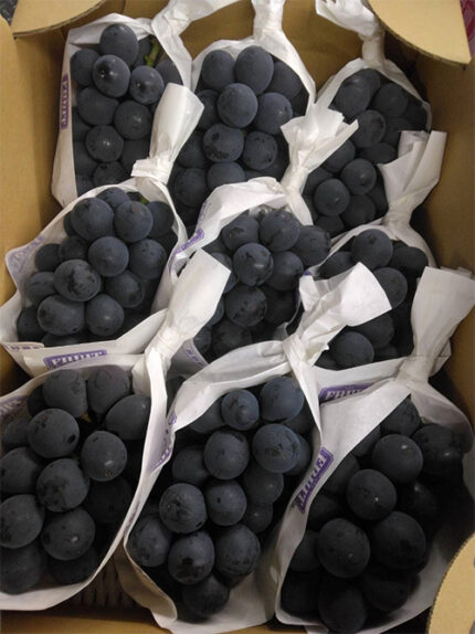 Kyoho Grapes - From Yame (Seedless) | Akashu Premium Grade | Fukuoka Prefecture | 500g