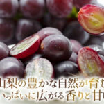 Pione Grapes | Yamanashi Prefecture
