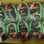 Pione Grapes (Seedless) | Yamanashi Prefecture | Pack