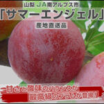 Summer Angel Plum (Premium Grade) | Yamanashi Prefecture
