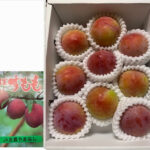 Summer Angel Plum (Premium Grade) | Yamanashi Prefecture | 9 Pcs