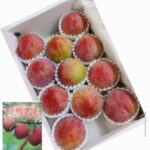 Summer Angel Plum | Yamanashi Prefecture | 11 Pcs