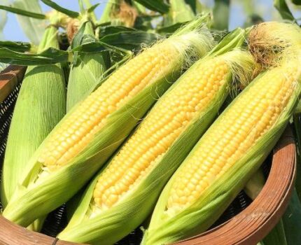 Fresh Sweet Corn | Aichi Prefecture