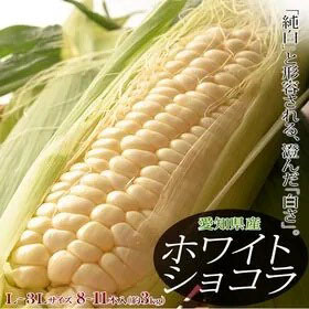 Fresh White Corn | Aichi Prefecture