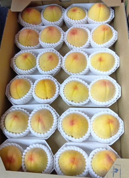 Golden Peach | Yamanashi Prefecture | L Size