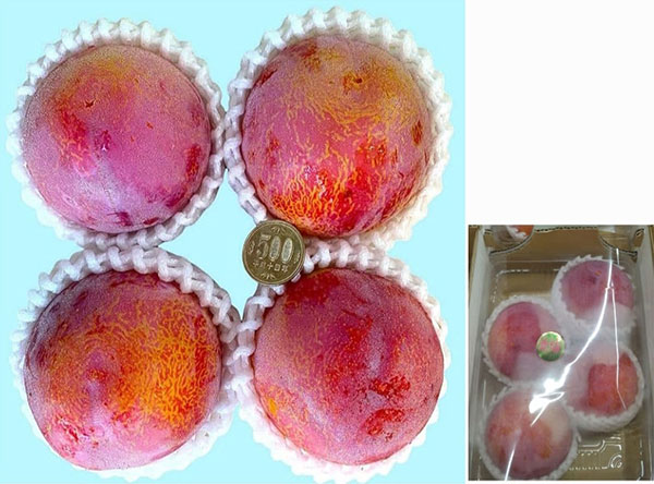 Kiyo Plum (Top Premium) | Yamanashi Prefecture | 4 Pcs