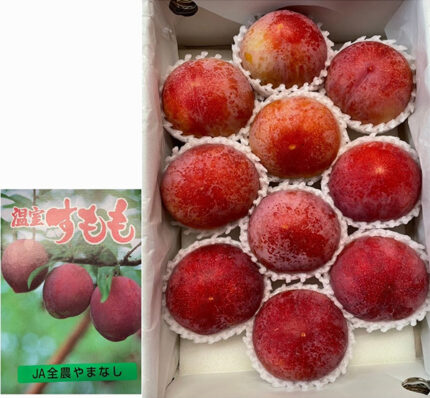 Summer Angel Plum (Premium Grade) | Yamanashi Prefecture | 10 Pcs