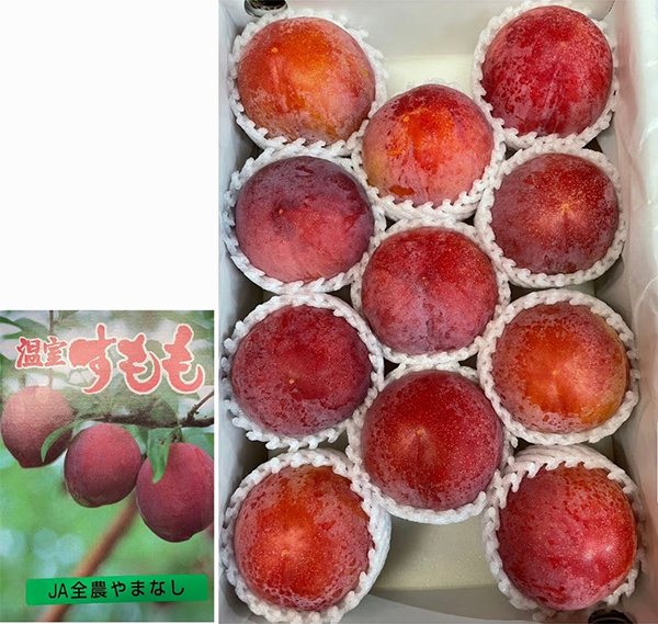 Summer Angel Plum (Premium Grade) | Yamanashi Prefecture | 11 Pcs