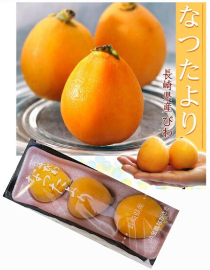 Tatsutayori Biwa | Nagasaki Prefecture | 4L Size