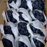 Kyoho Grapes - From Yame (Seedless) | Akashu Premium Grade | Fukuoka Prefecture | Pack 450g