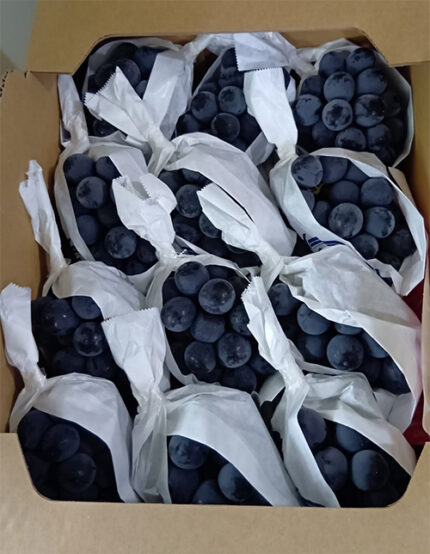 Kyoho Grapes - From Yame (Seedless) | Akashu Premium Grade | Fukuoka Prefecture | Pack 450g