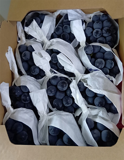 Kyoho Grapes - From Yame (Seedless) | Akashu Premium Grade | Fukuoka Prefecture | Pack 450g