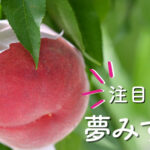 Yume Mizuku | Yamanashi Prefecture