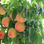Yume Mizuku | Yamanashi Prefecture