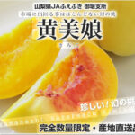 Golden Peach - Kimiko | Yamanashi Prefecture