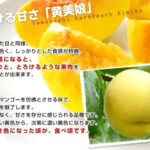 Golden Peach - Kimiko | Yamanashi Prefecture | 6 Pcs