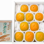 House Grown Tone Kaki (Seedless) | Akashu Premium Grade | Wakayama Prefecture | 10 Pcs