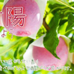 Kiyo Plum (Top Premium) | Fukuoka Prefecture