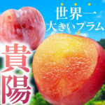 Kiyo Plum (Top Premium) | Yamanashi Prefecture