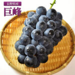 Kyoho Grapes | Premium Grade - Akashu (Seedless) | Nagano Prefecture