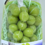 Shine Muscat Grapes (Hareo-Variety) | Akashu Premium Grade | Okayama Prefecture | 620g