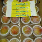 Summer Angel Plum | Yamanashi Prefecture | 4L Size