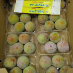 Summer Angel Plum | Yamanashi Prefecture | 3L Size
