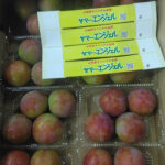 Summer Angel Plum (Premium Grade) | Yamanashi Prefecture | Aoshu Grade 3L Size 4 Pcs