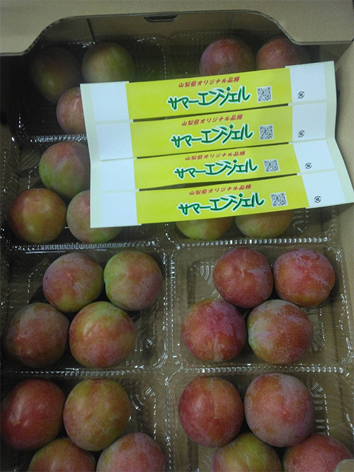 Summer Angel Plum (Premium Grade) | Yamanashi Prefecture | Aoshu Grade 3L Size 4 Pcs