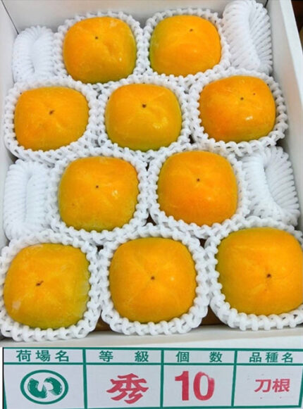House Grown Tone Kaki (Seedless) | Wakayama Prefecture