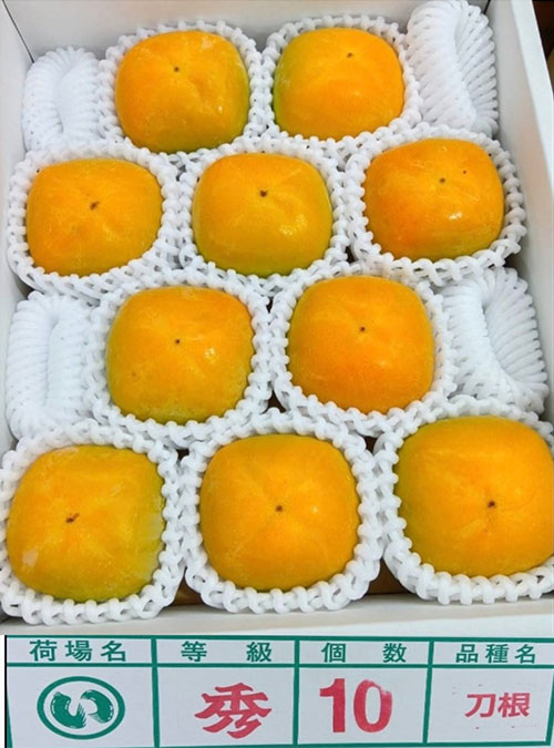 House Grown Tone Kaki (Seedless) | Wakayama Prefecture