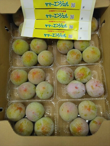 Summer Angel Plum | Yamanashi Prefecture | 3L Size